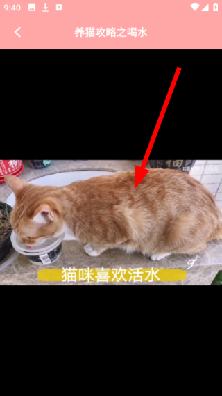 遇见我的猫