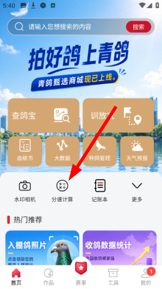 青鸽网