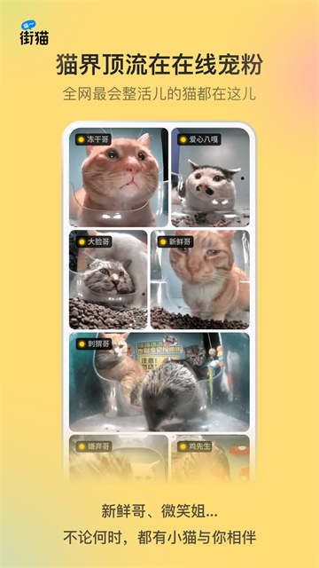 哈啰街猫