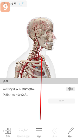 atlas人体解剖学图谱