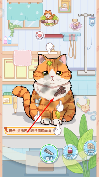 糖果猫