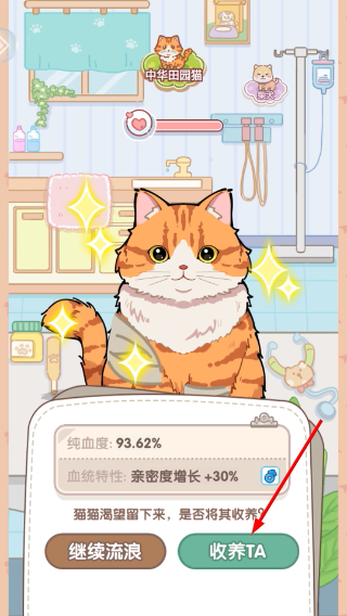 糖果猫