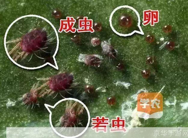 红蜘蛛全集怎么用: 红蜘蛛全集的使用方法详解