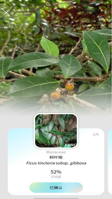 花伴侣专业版