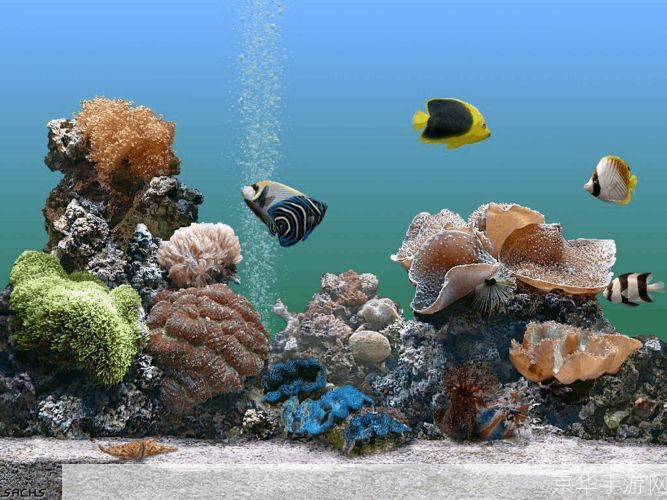 如何正确使用水族箱热带鱼屏保
